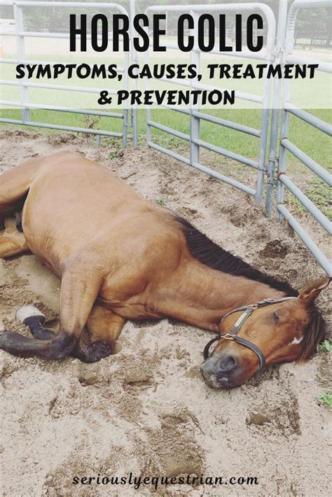 Colic in Draft Horses: Special Considerations for Treatment